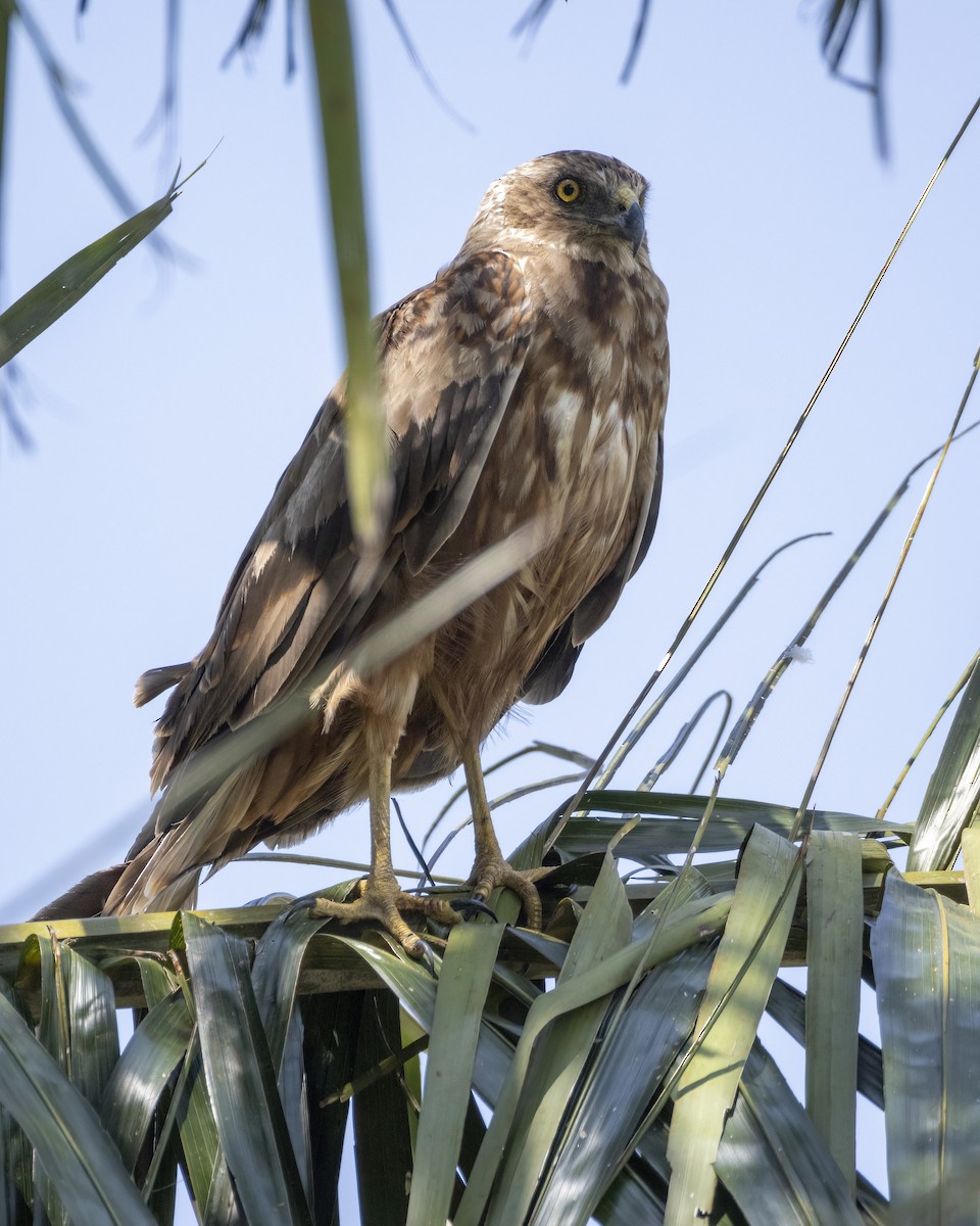 Eastern Marsh Harrier - ML644635748