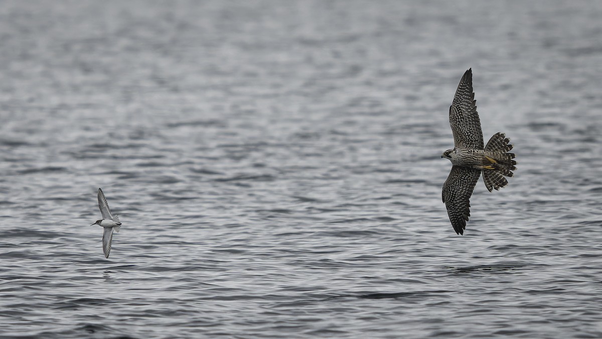 Peregrine Falcon - ML644635753