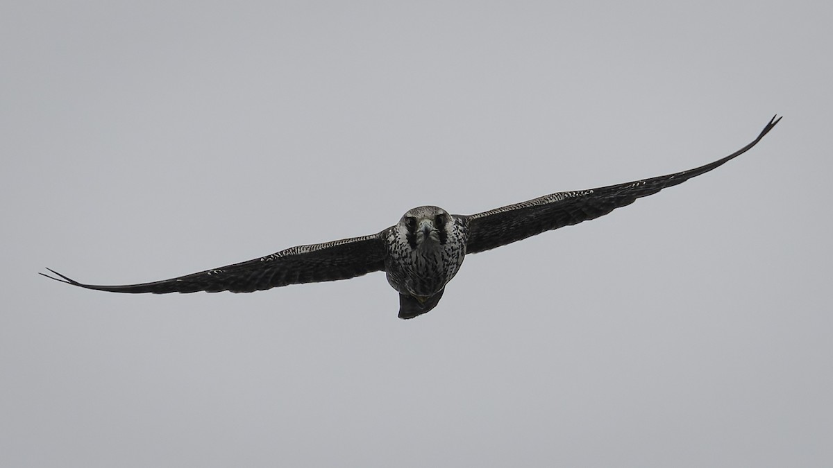 Peregrine Falcon - ML644635754