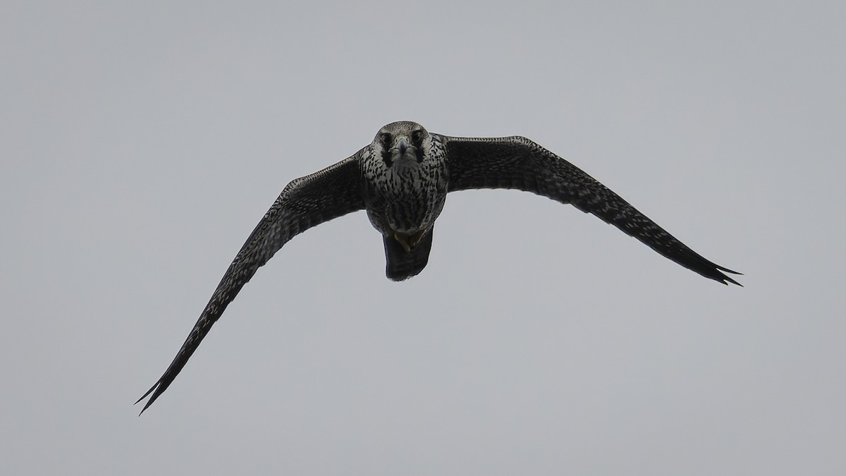 Peregrine Falcon - ML644635756