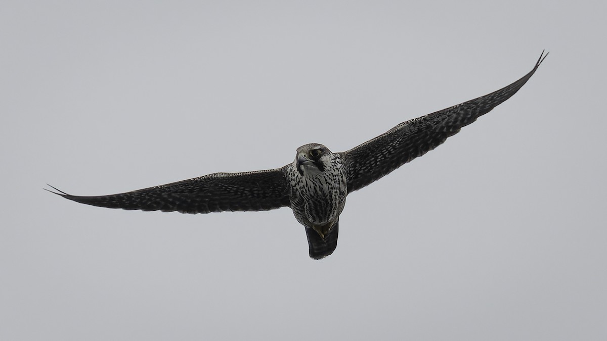 Peregrine Falcon - ML644635757