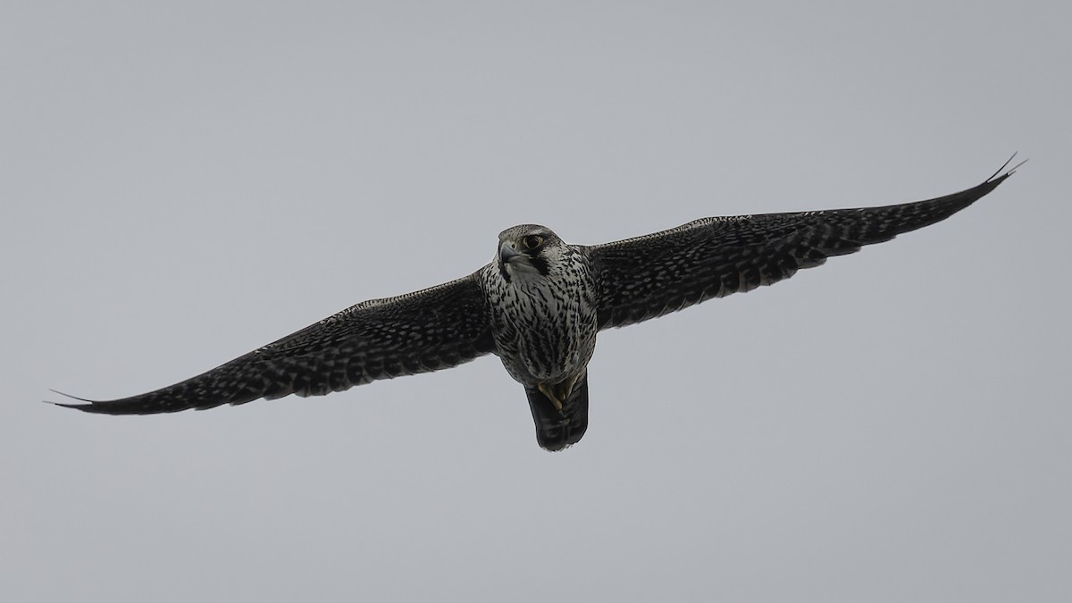 Peregrine Falcon - ML644635758