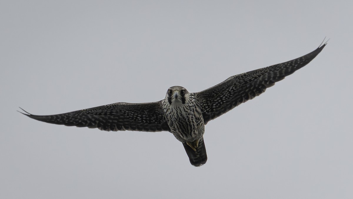 Peregrine Falcon - ML644635759