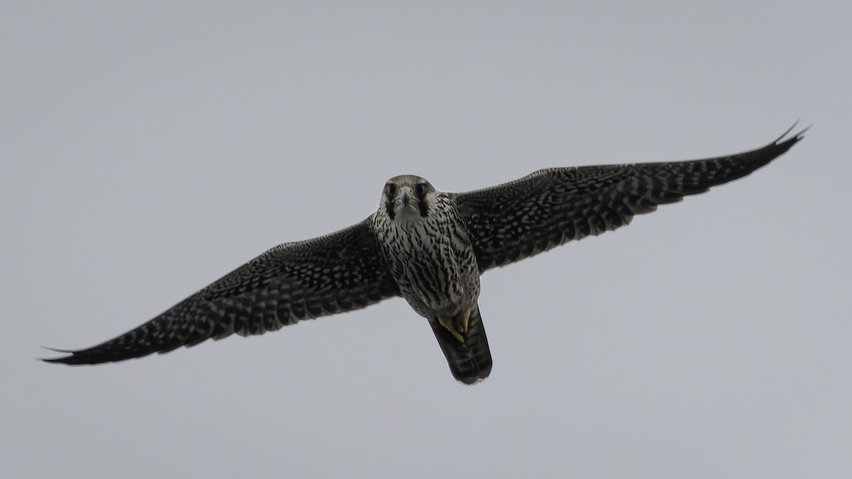 Peregrine Falcon - ML644635760