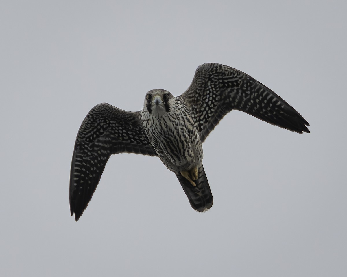 Peregrine Falcon - ML644635761