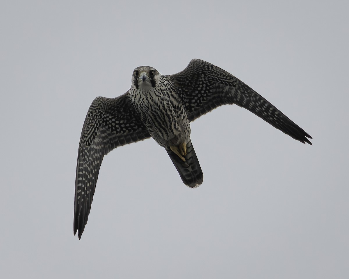 Peregrine Falcon - ML644635763