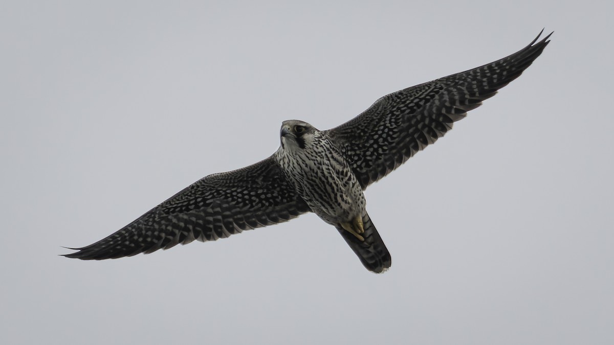 Peregrine Falcon - ML644635764