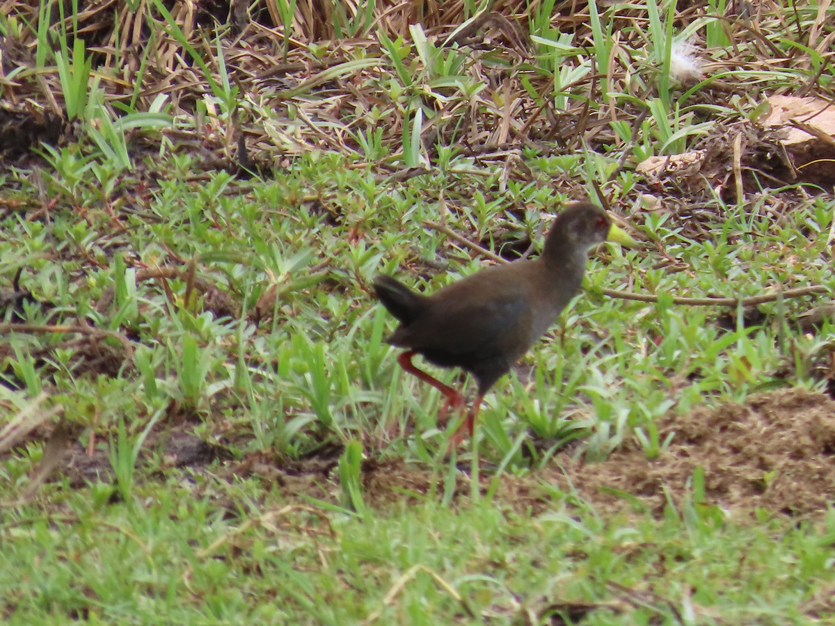 Black Crake - ML644635771