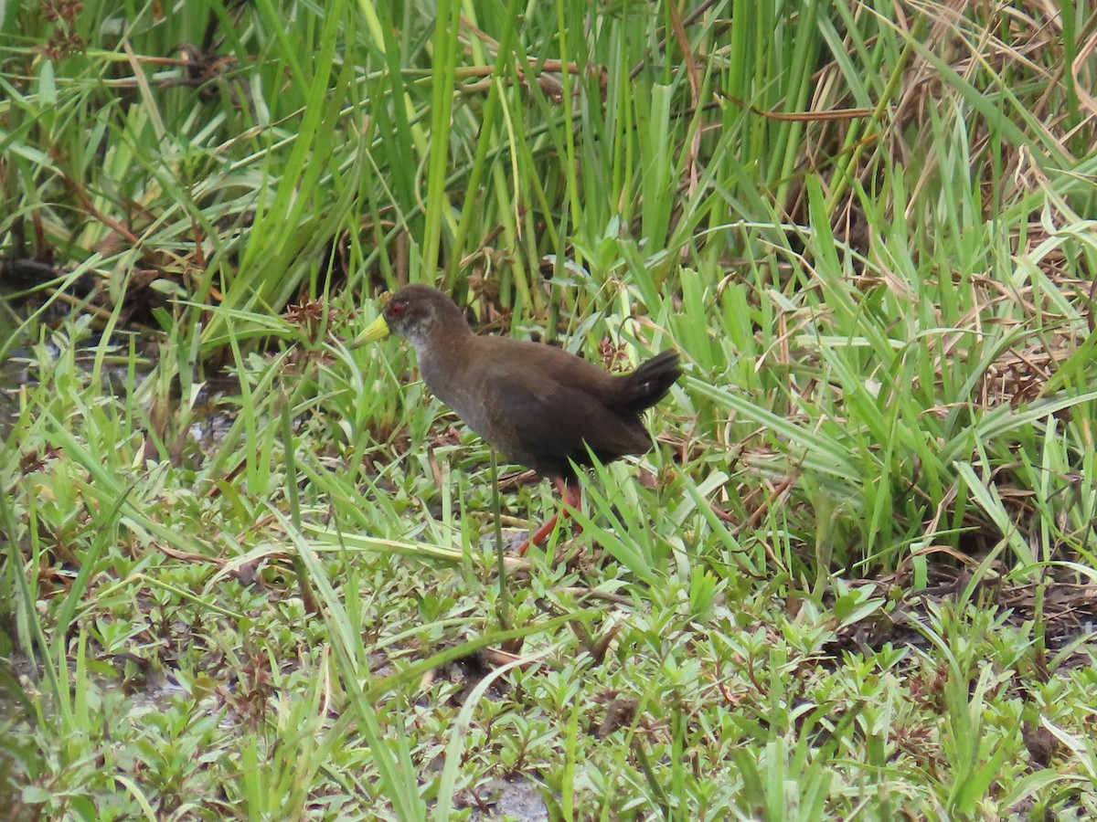 Black Crake - ML644635774