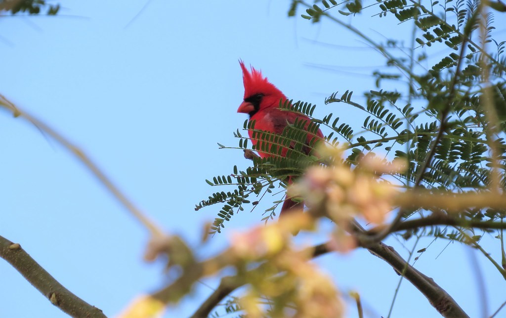 Kardinal arrunta - ML644635775