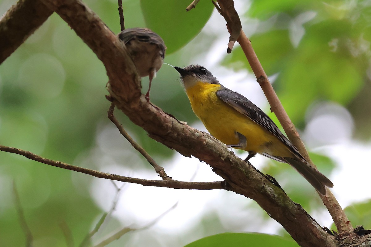 Petroica Amarilla - ML644635777