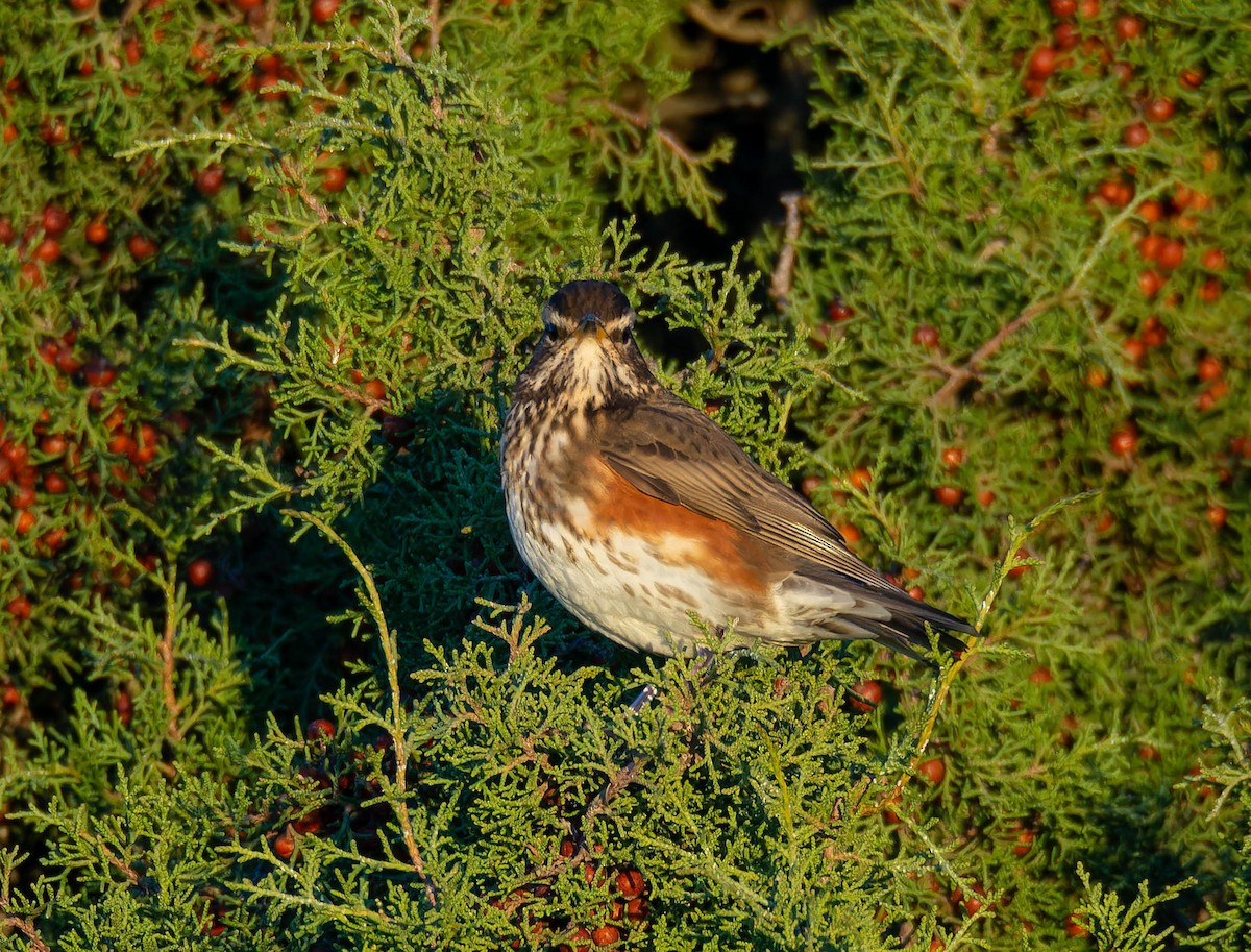 Цагаан хөмсөгт хөөндэй - ML644635788