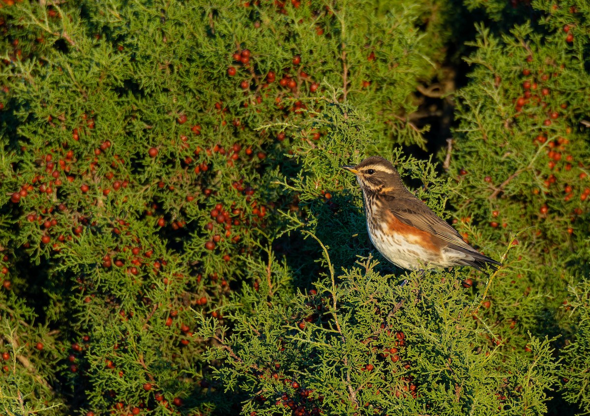 Цагаан хөмсөгт хөөндэй - ML644635789