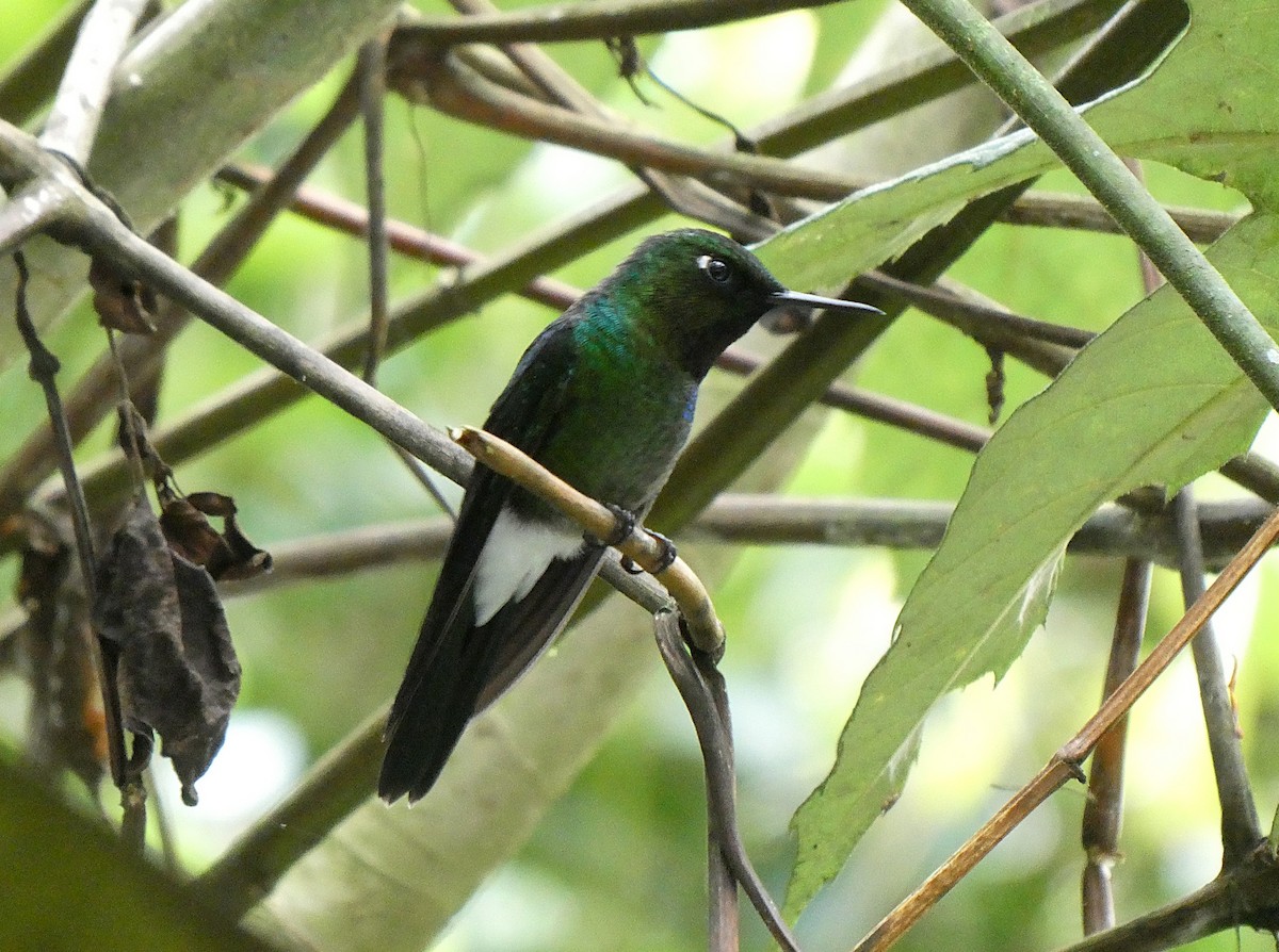 Колібрі-німфа турмаліновий - ML644635791