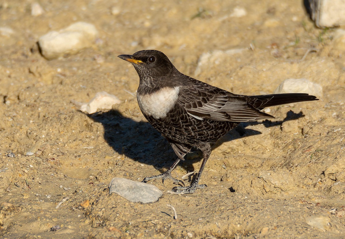 Ring Ouzel (Alpine) - Luis Albero