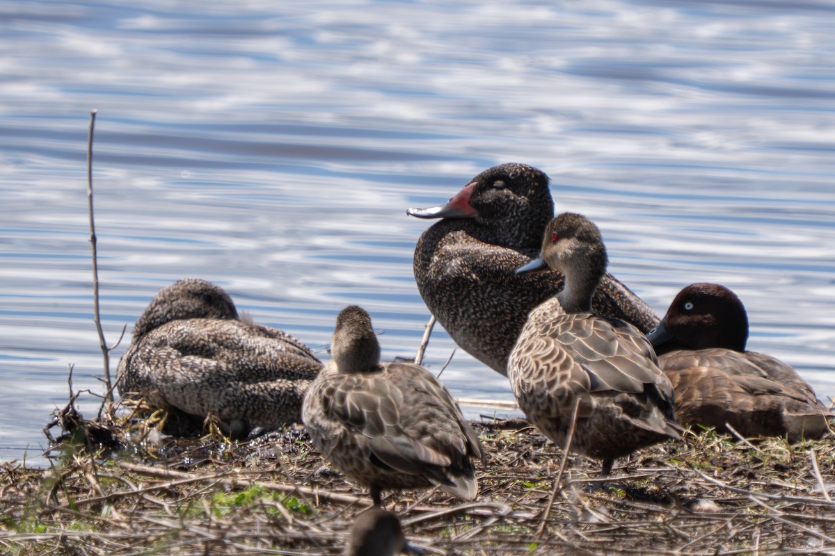 Freckled Duck - ML644635805