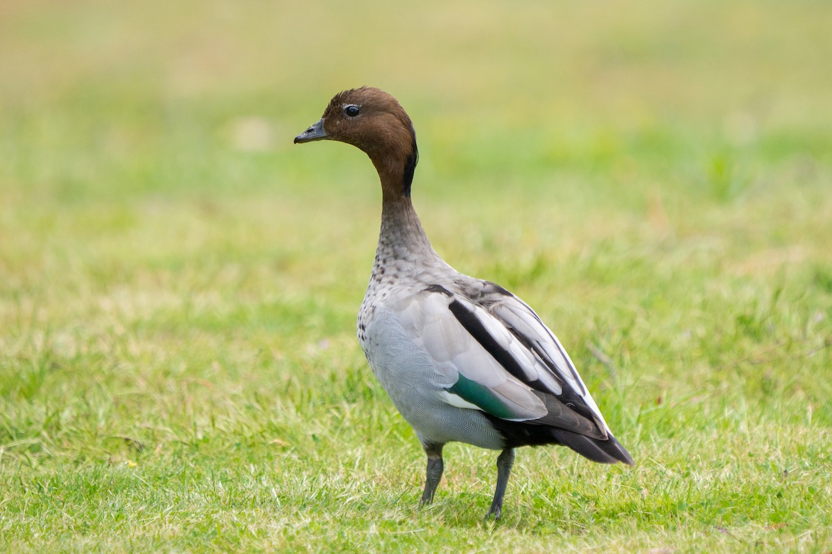 Maned Duck - ML644635809