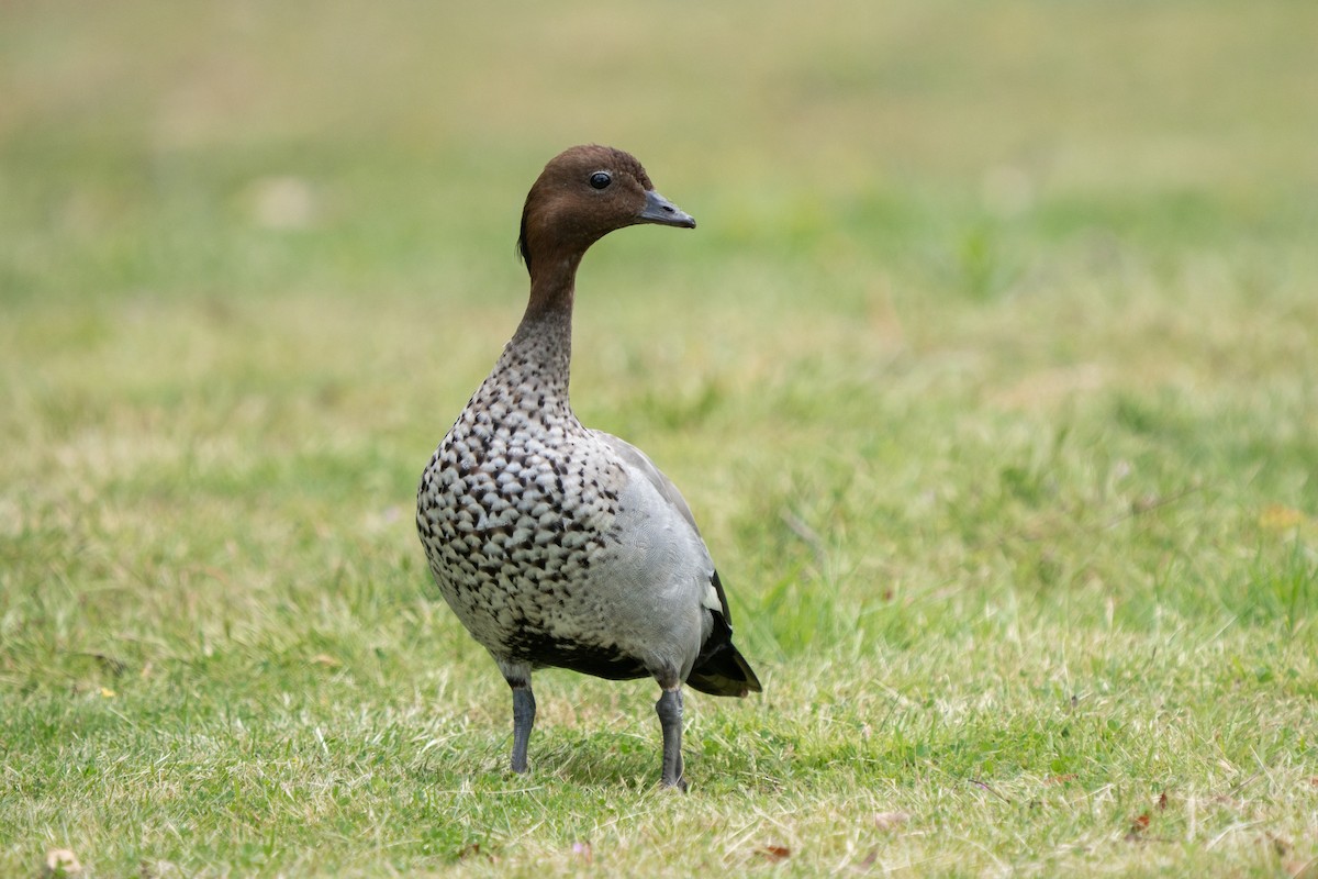 Mähnenente - ML644635810