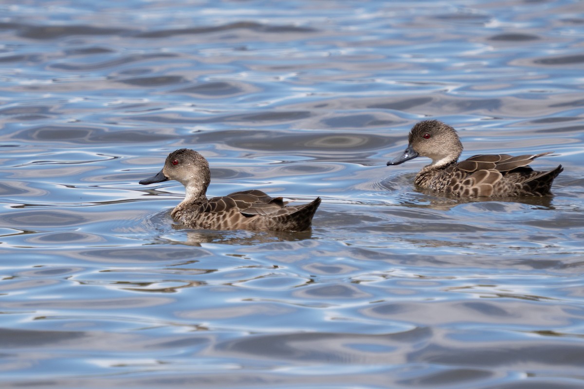 ハイイロコガモ - ML644635813