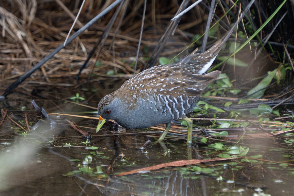 Flusssumpfhuhn - ML644635820