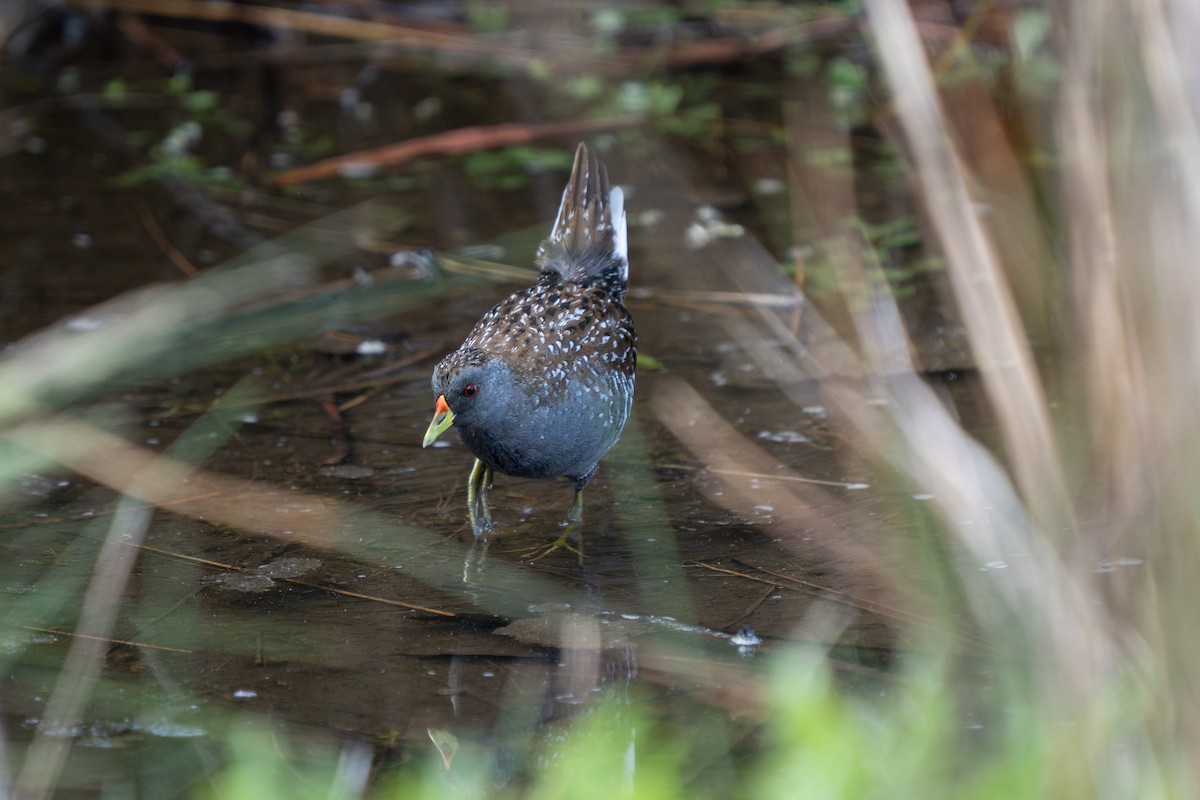 Flusssumpfhuhn - ML644635821