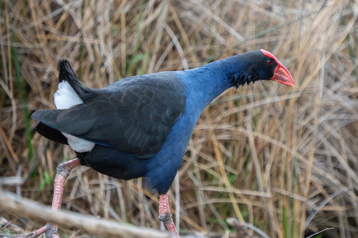 Australpurpurhuhn - ML644635824