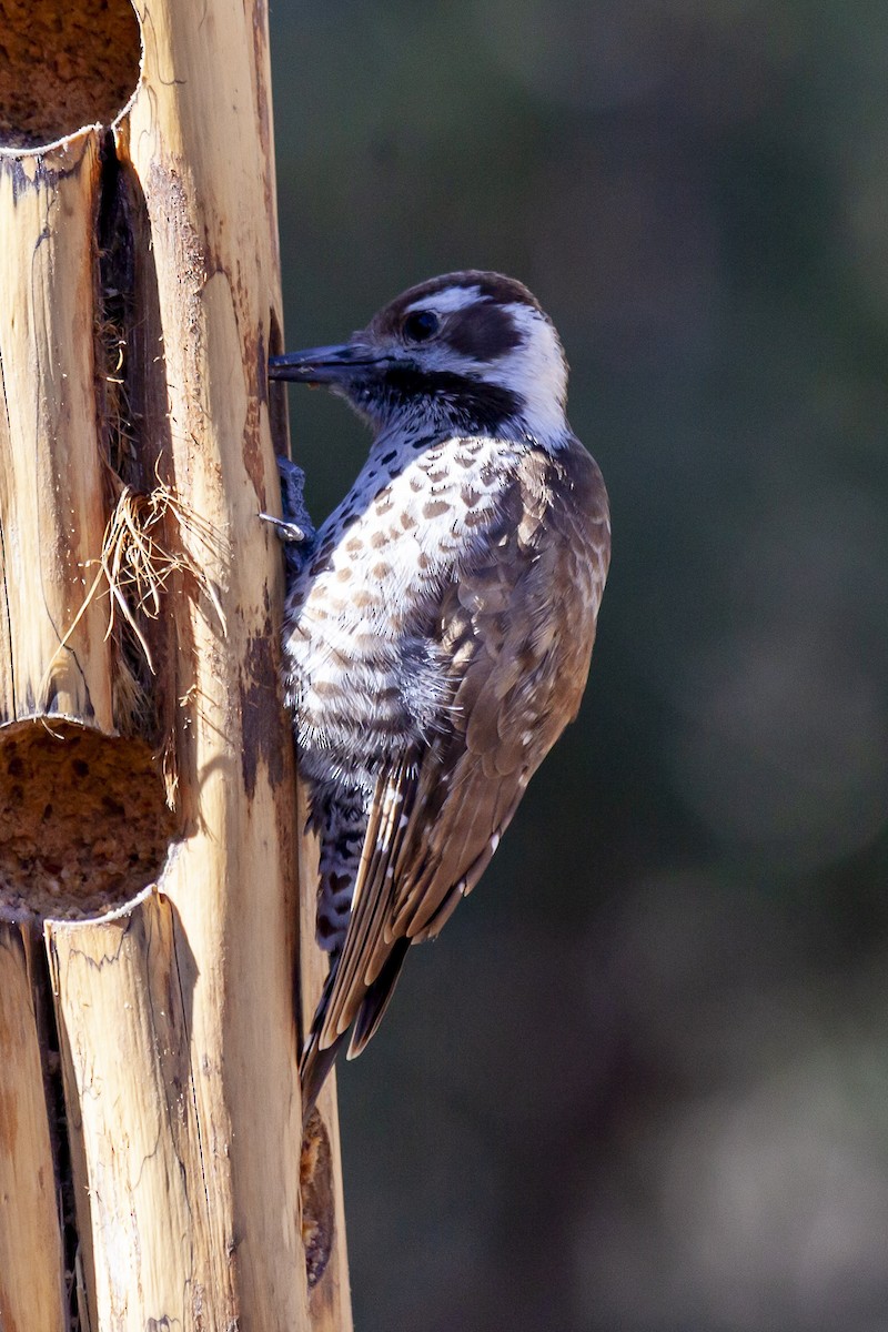 Arizona Woodpecker - ML644635826