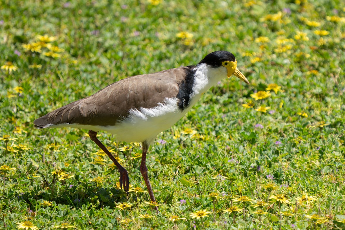 Maskenkiebitz - ML644635828