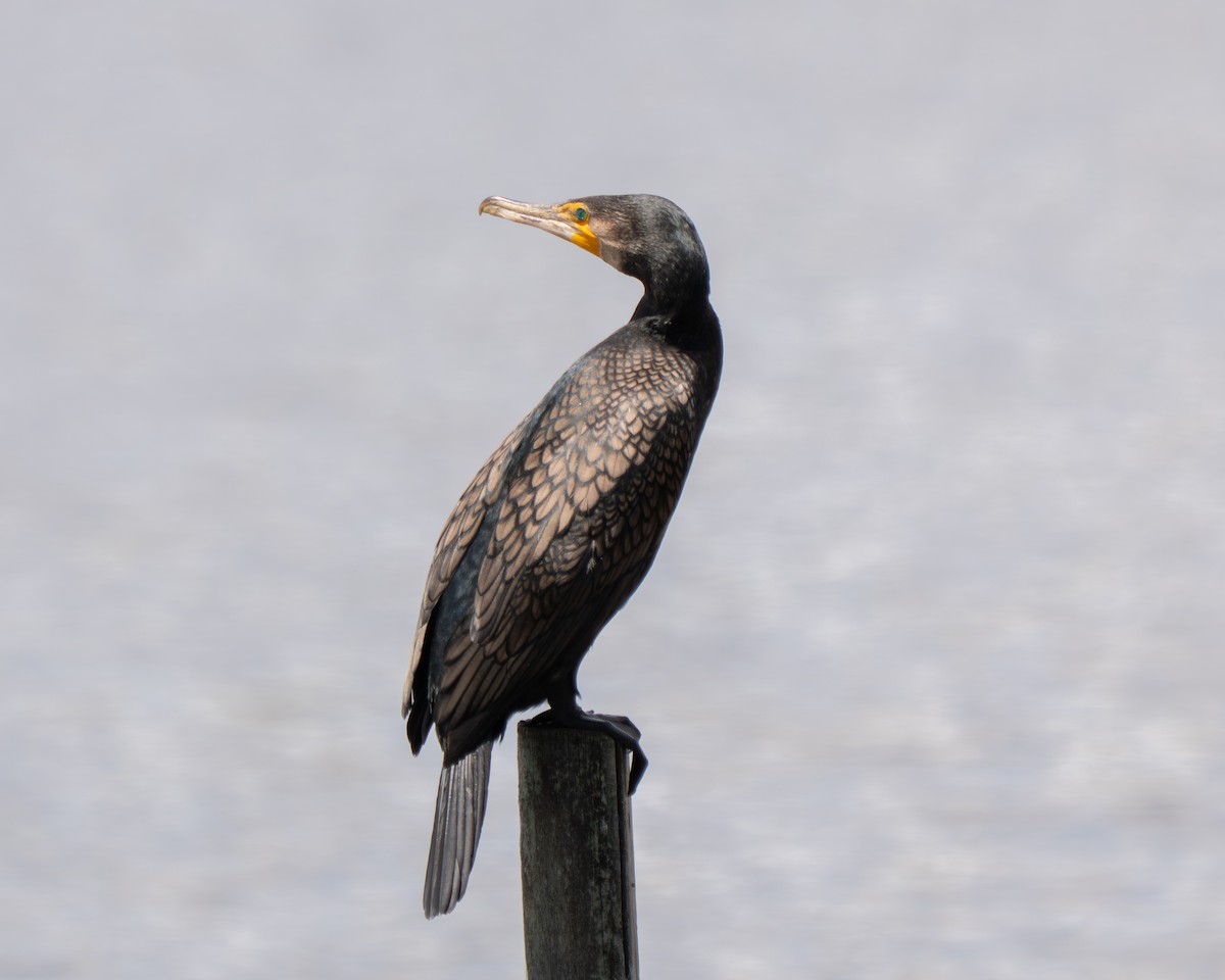 Kormoran - ML644635830