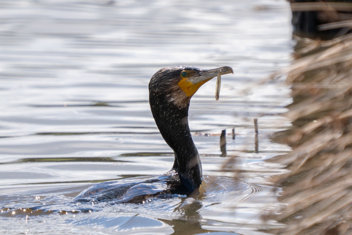 Kormoran - ML644635831