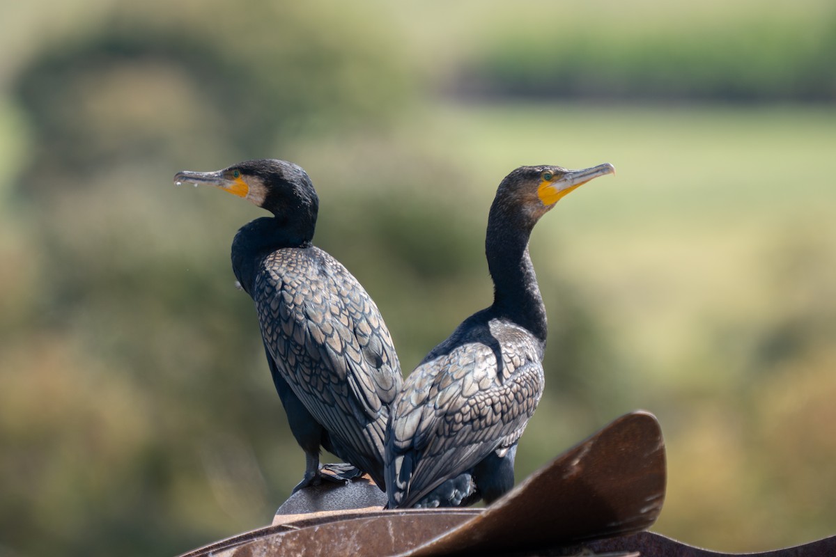 Kormoran - ML644635832