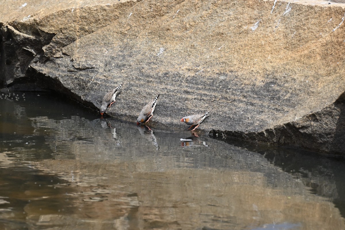 Zebraamadine - ML644635837