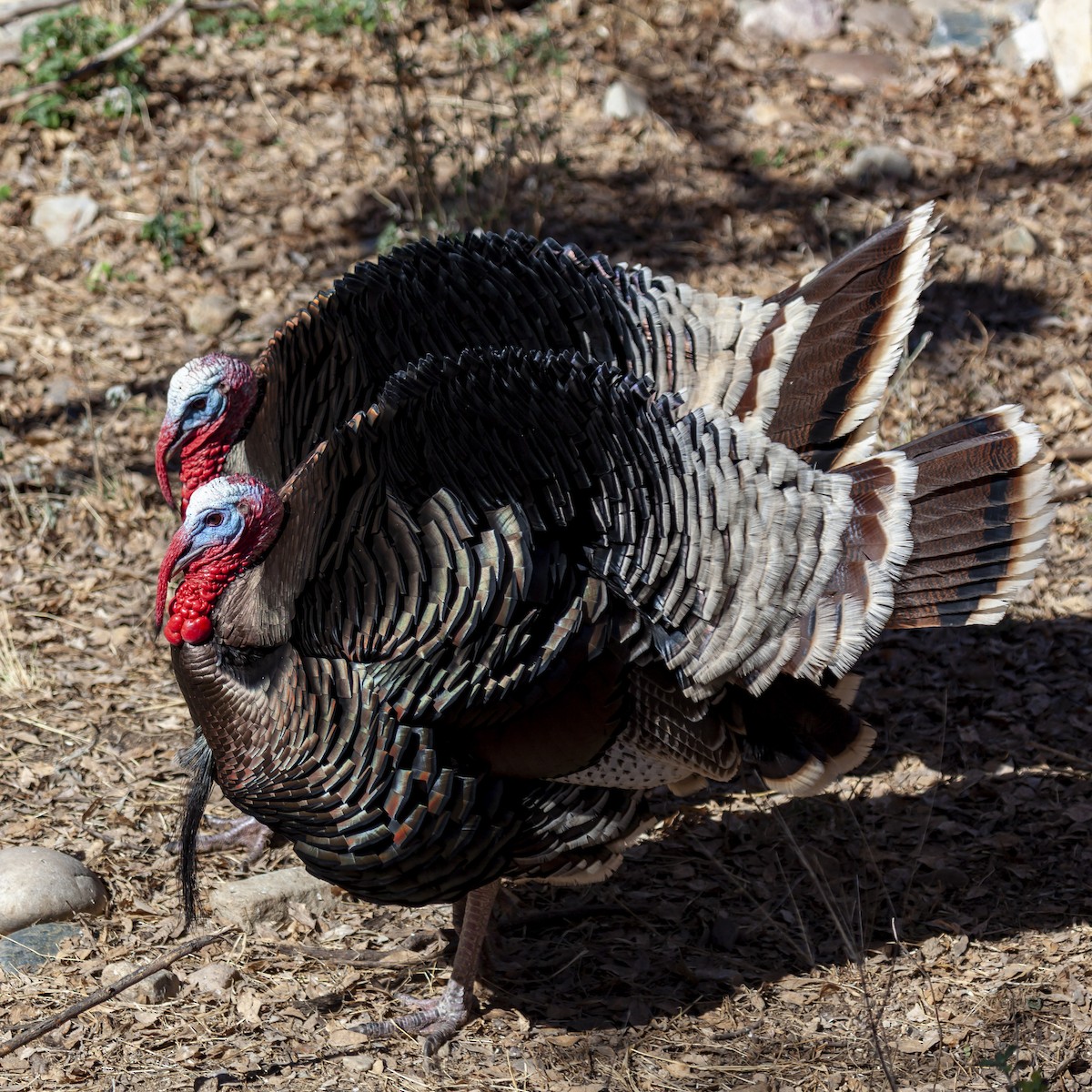 Truthuhn - ML644635838