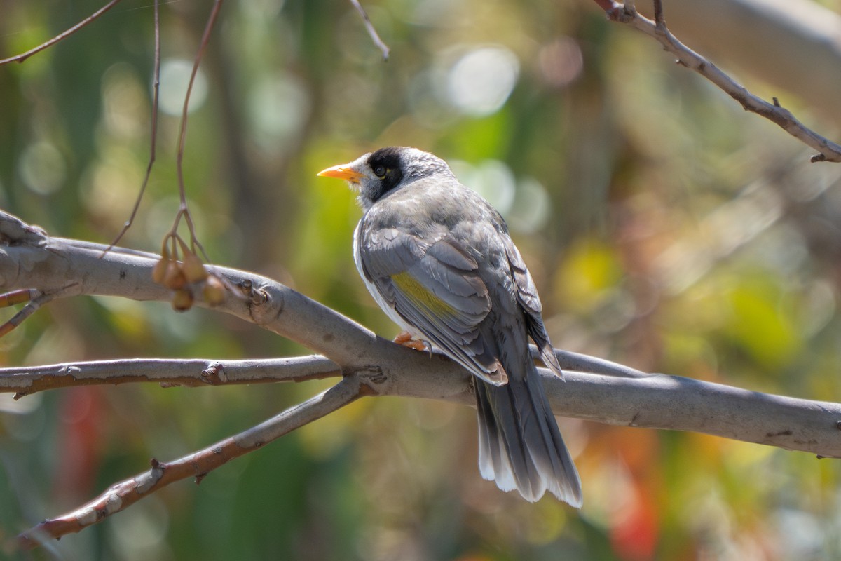 Weißstirn-Schwatzvogel - ML644635841