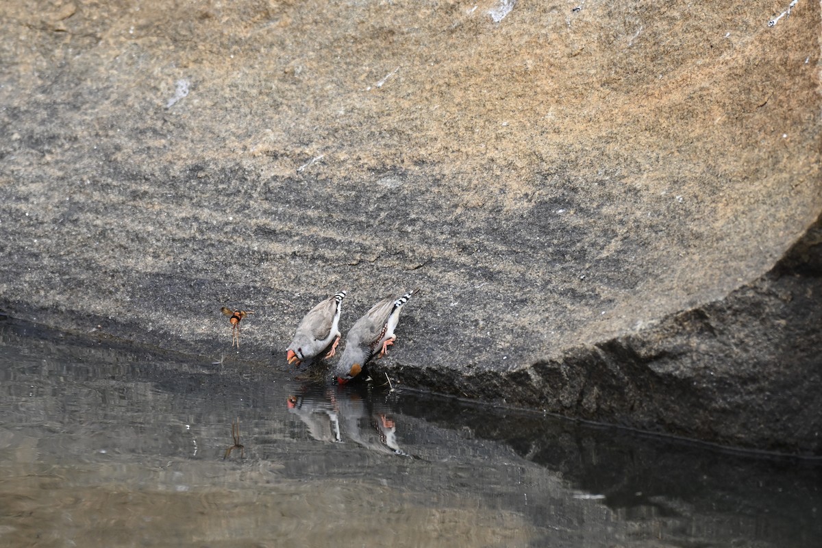 Zebraamadine - ML644635842