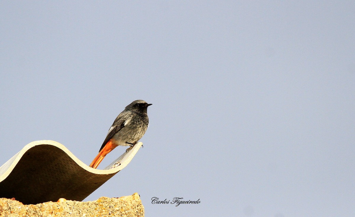 Hausrotschwanz - ML644635843