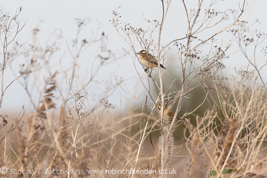Braunkehlchen - ML644635844