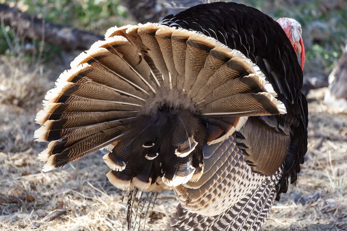 Truthuhn - ML644635845