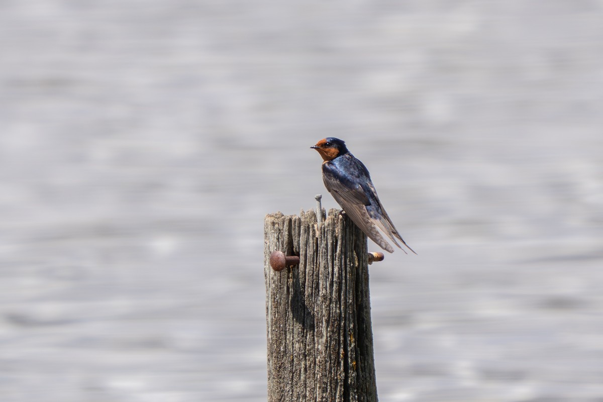 Glücksschwalbe - ML644635846