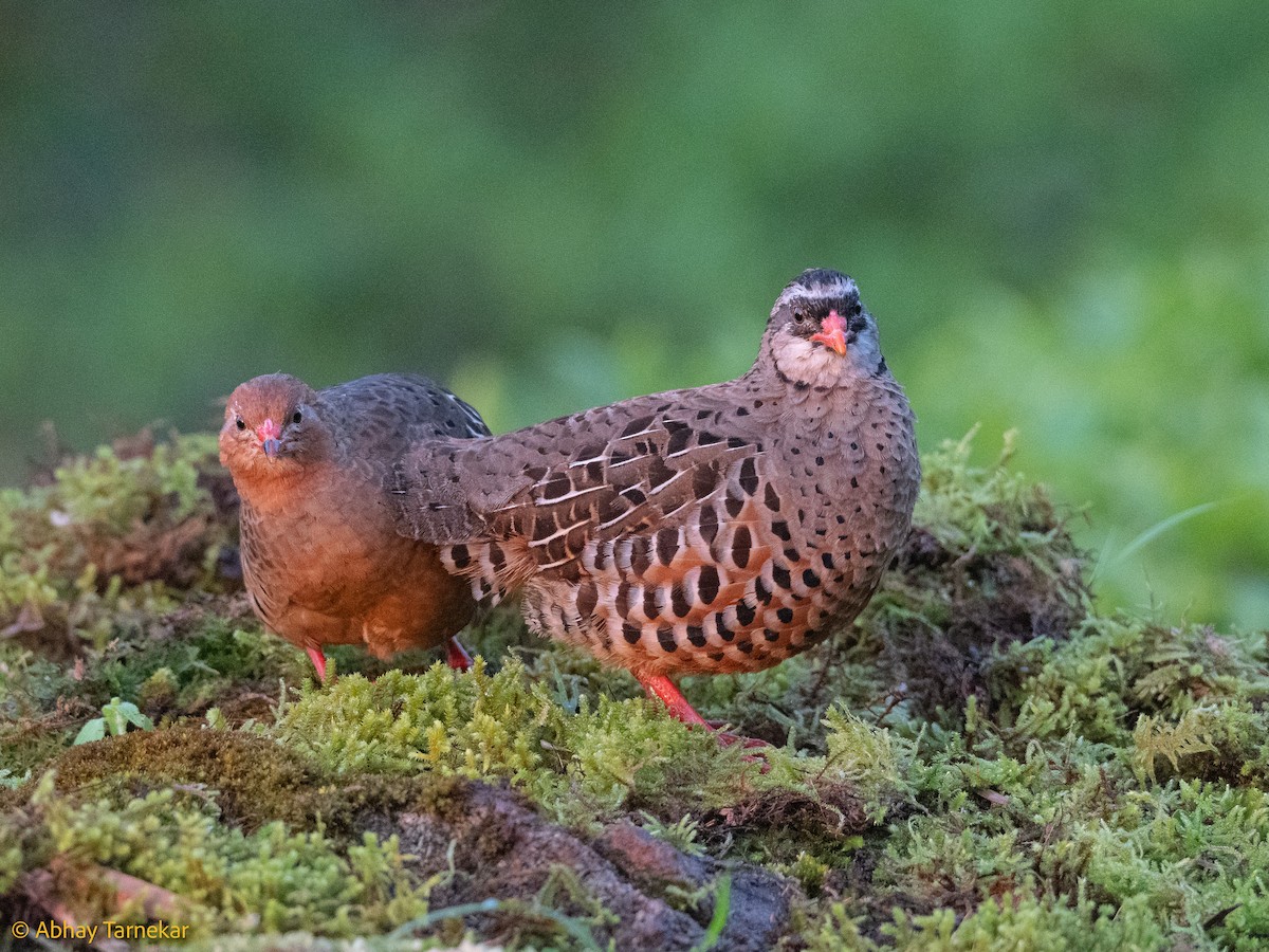 Buntwachtel - ML644635847