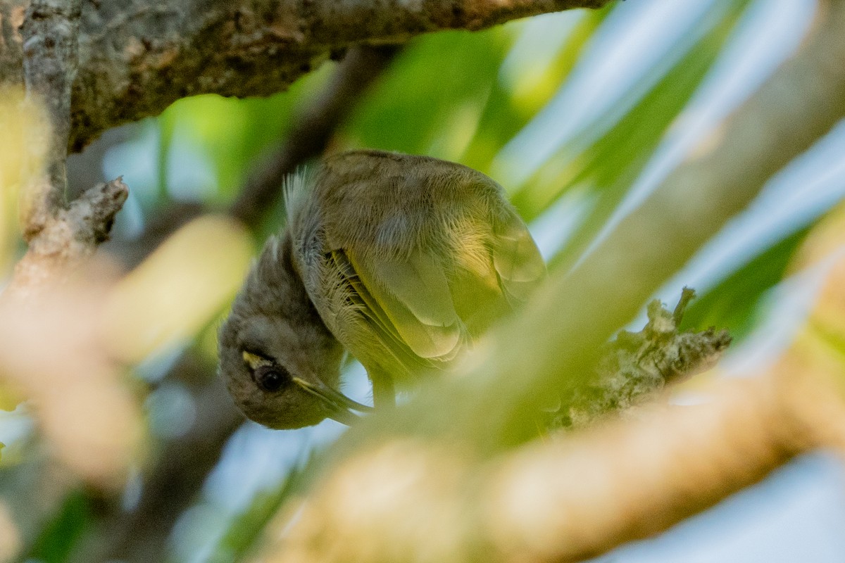 Braunhonigfresser - ML644635849