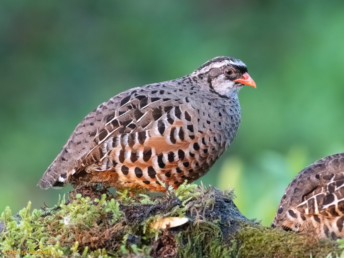 Buntwachtel - ML644635850