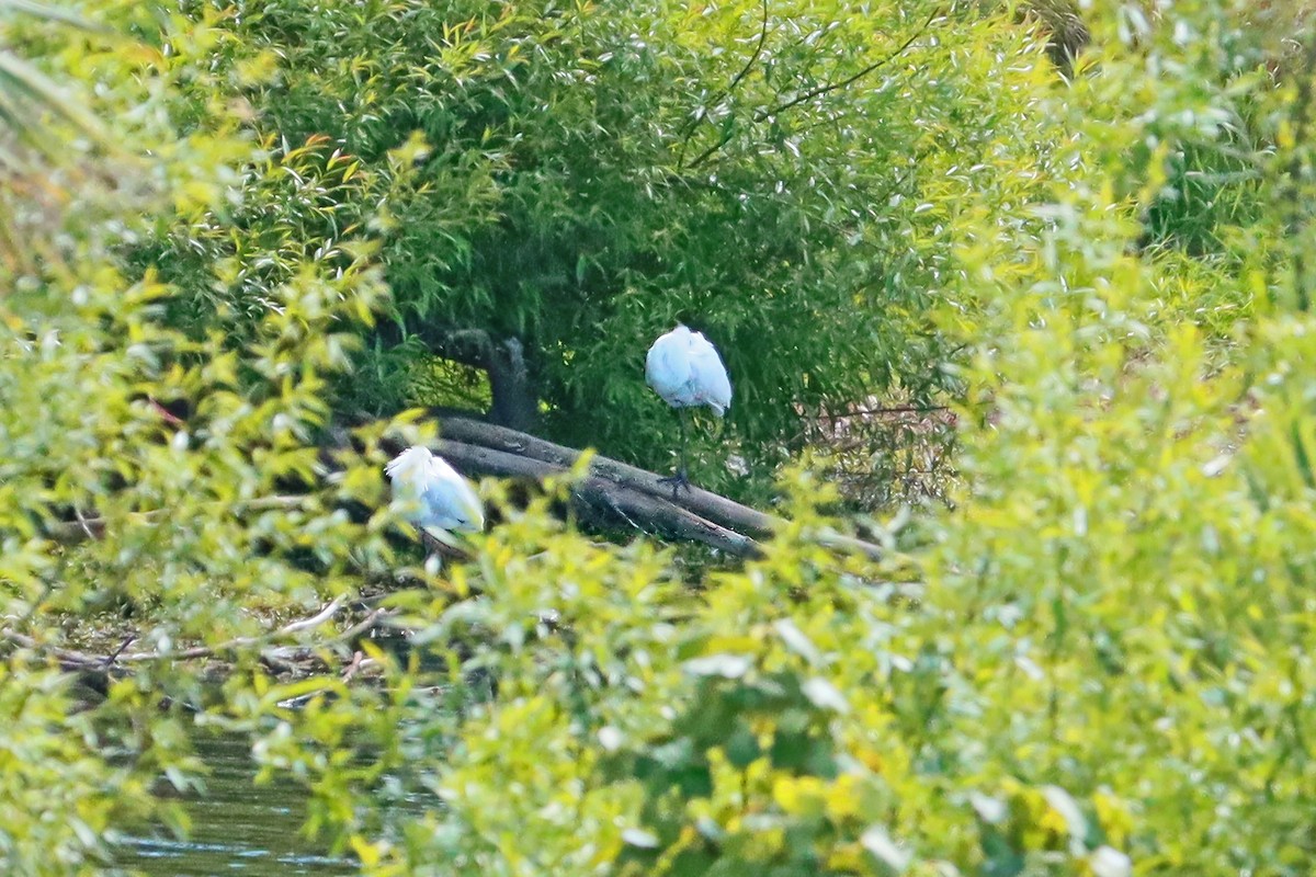 Königslöffler - ML644635852