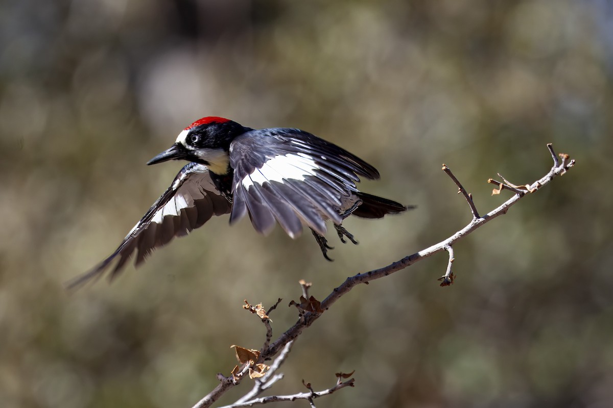 Eichelspecht - ML644635853