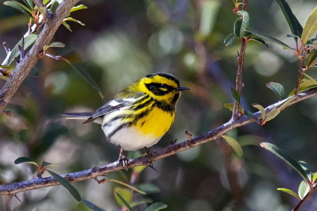 Townsendwaldsänger - ML644635856