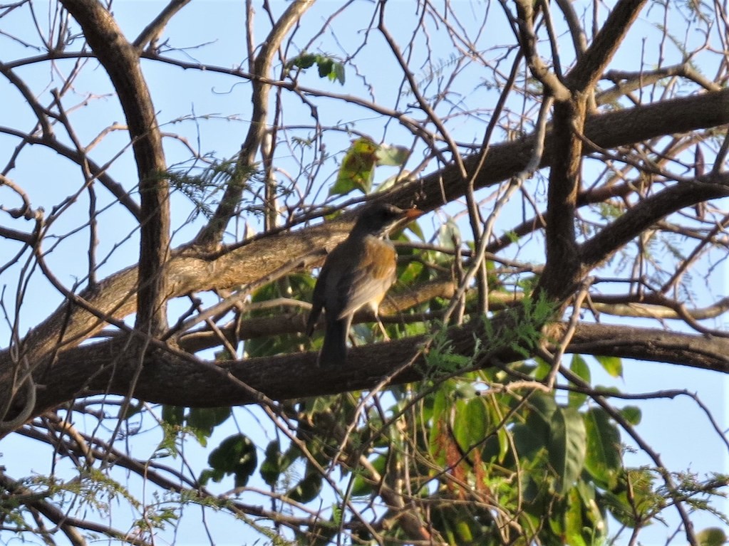 Rotmanteldrossel - ML644635857