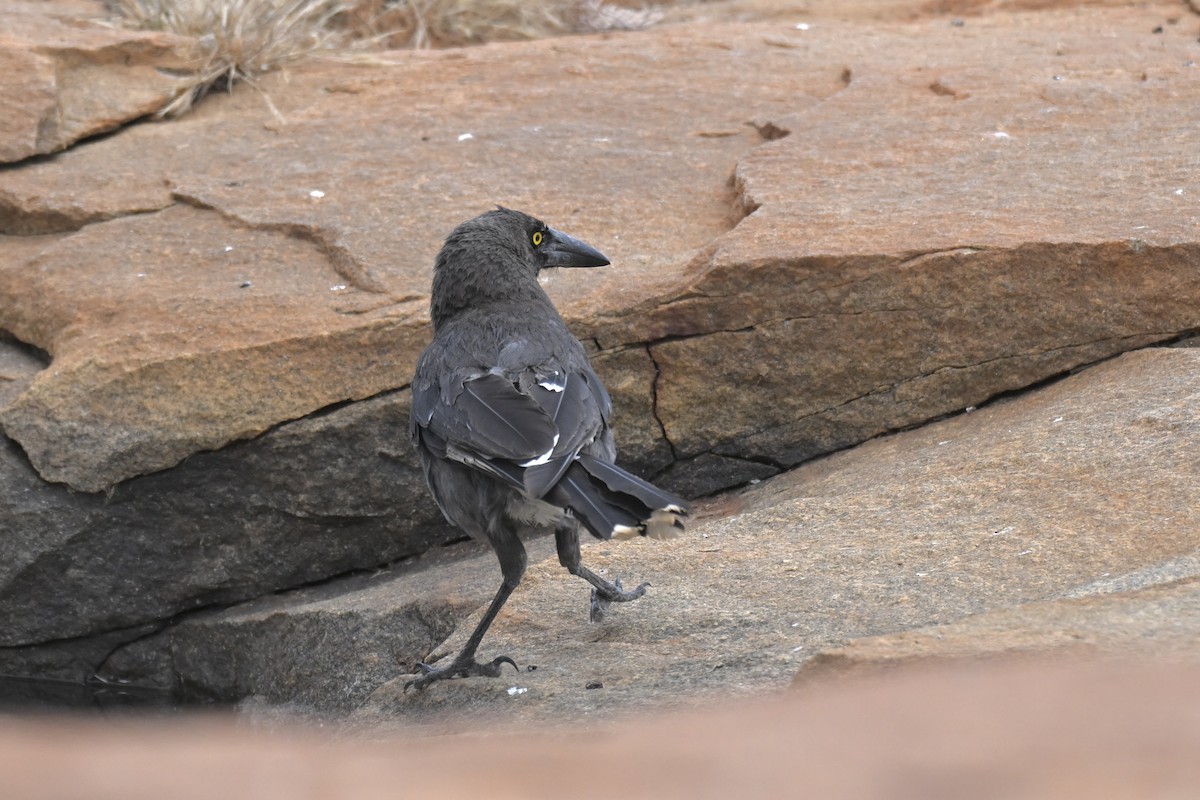 Rußkrähenstar - ML644635859