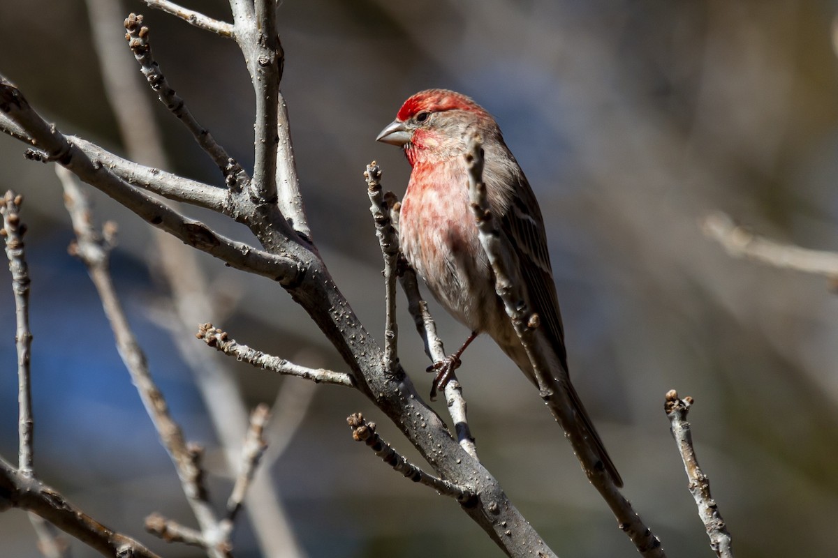 Hausgimpel - ML644635860