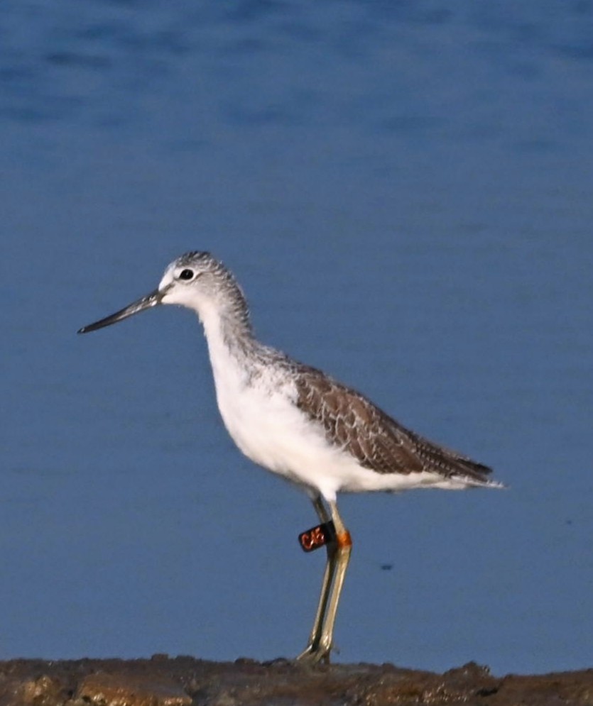 Grünschenkel - ML644635861