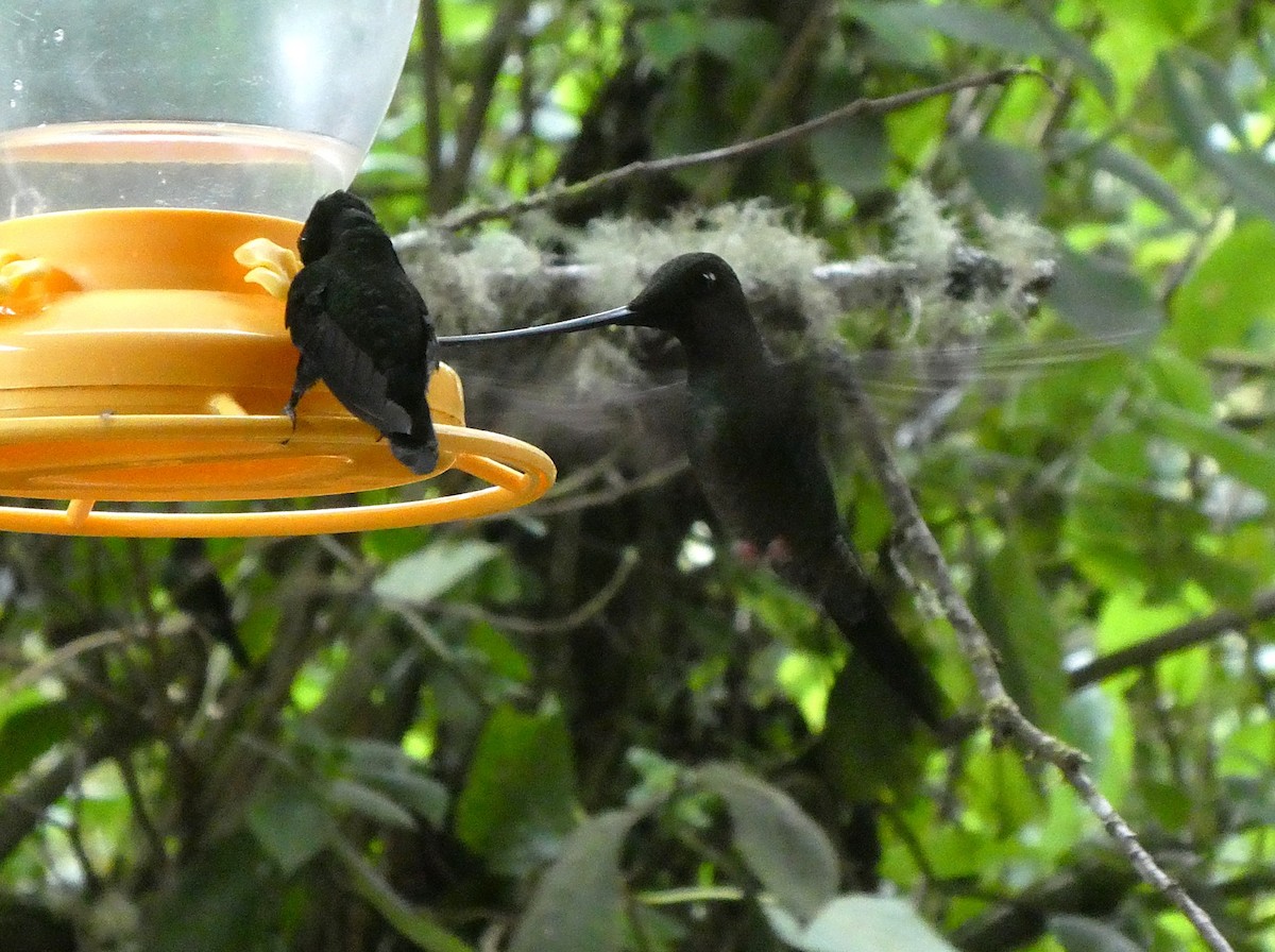 Schwertschnabelkolibri - ML644635862